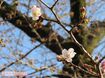 桜はもうすぐ満開を迎える