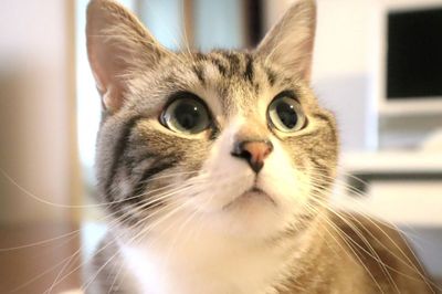 心臓病や骨折にも効果あり!?  ねこの“ゴロゴロ”“モフモフ”がもたらす健康効果