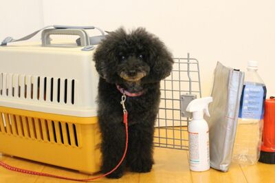 《能登半島地震》ペットの一時預かり・施設の紹介・迷子の捜索も “同伴避難” の課題はまだまだ多い、避難…