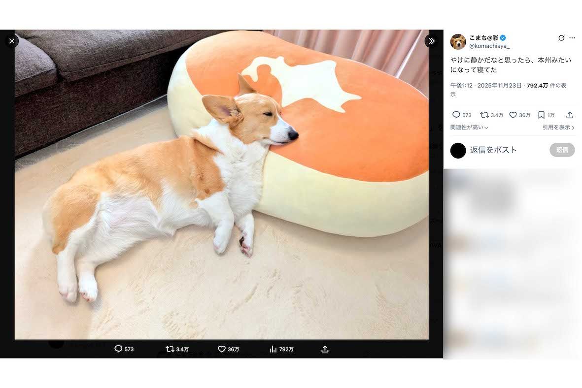 『北海道蒸しチーズケーキ』の特大クッションに乗る姿が“かわいすぎる”と話題のコーギー・こまち（Xより）