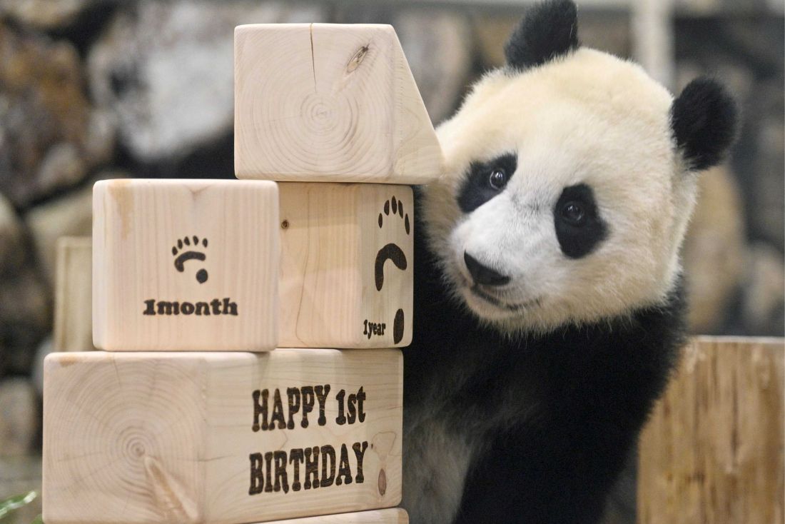 楓浜（ふうひん）。2021年撮影。1歳の誕生日をお祝い　写真／共同通信社