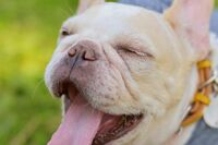 人気急上昇“ぶひかわ”ワンコ写真が500点以上 鼻ぺちゃ犬オンリー写真展