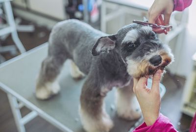 生体販売をいち早く中止したペットショップを直撃、売り上げはどう変わったのか