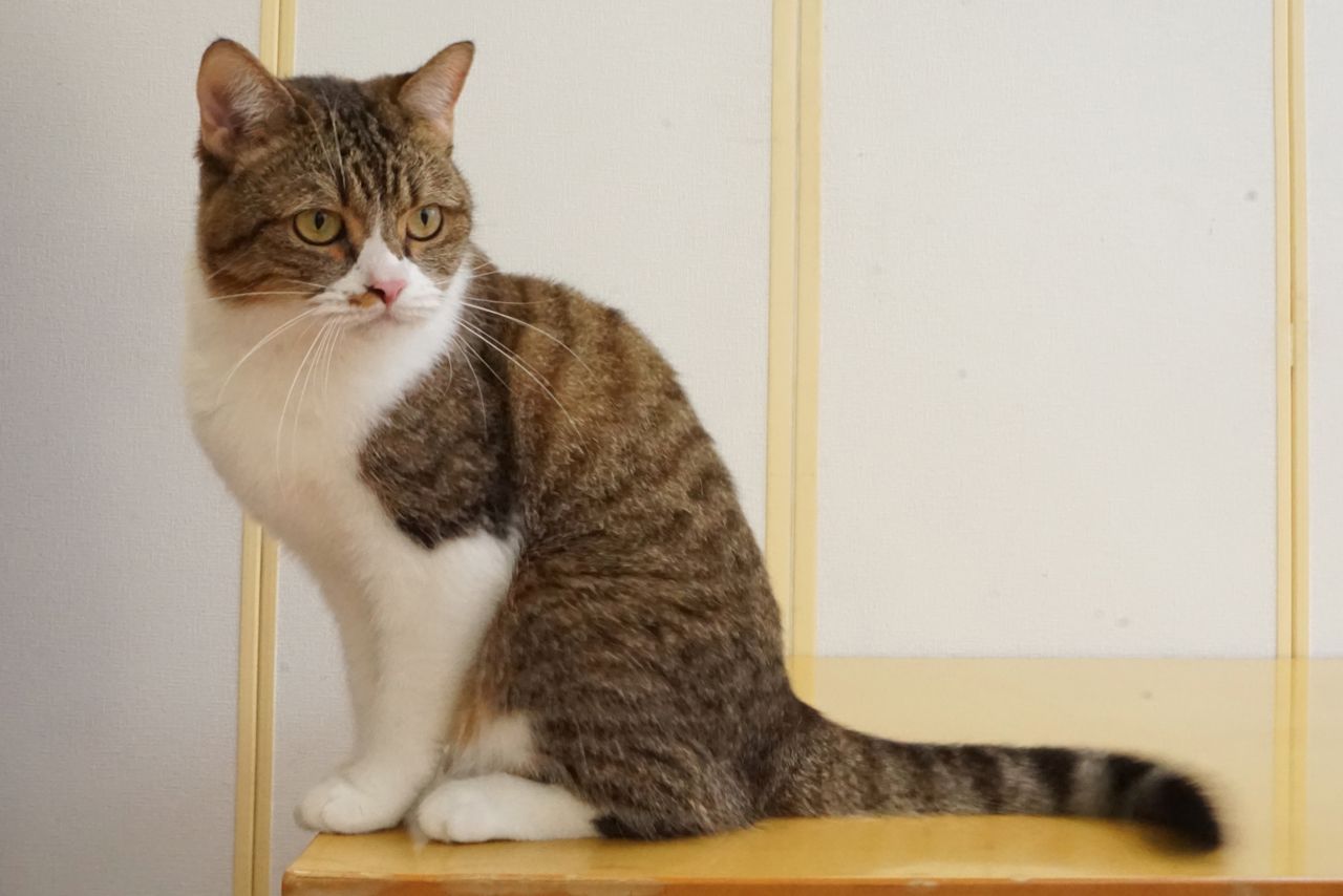 猫のにぼし 写真提供／ZOO動物プロ