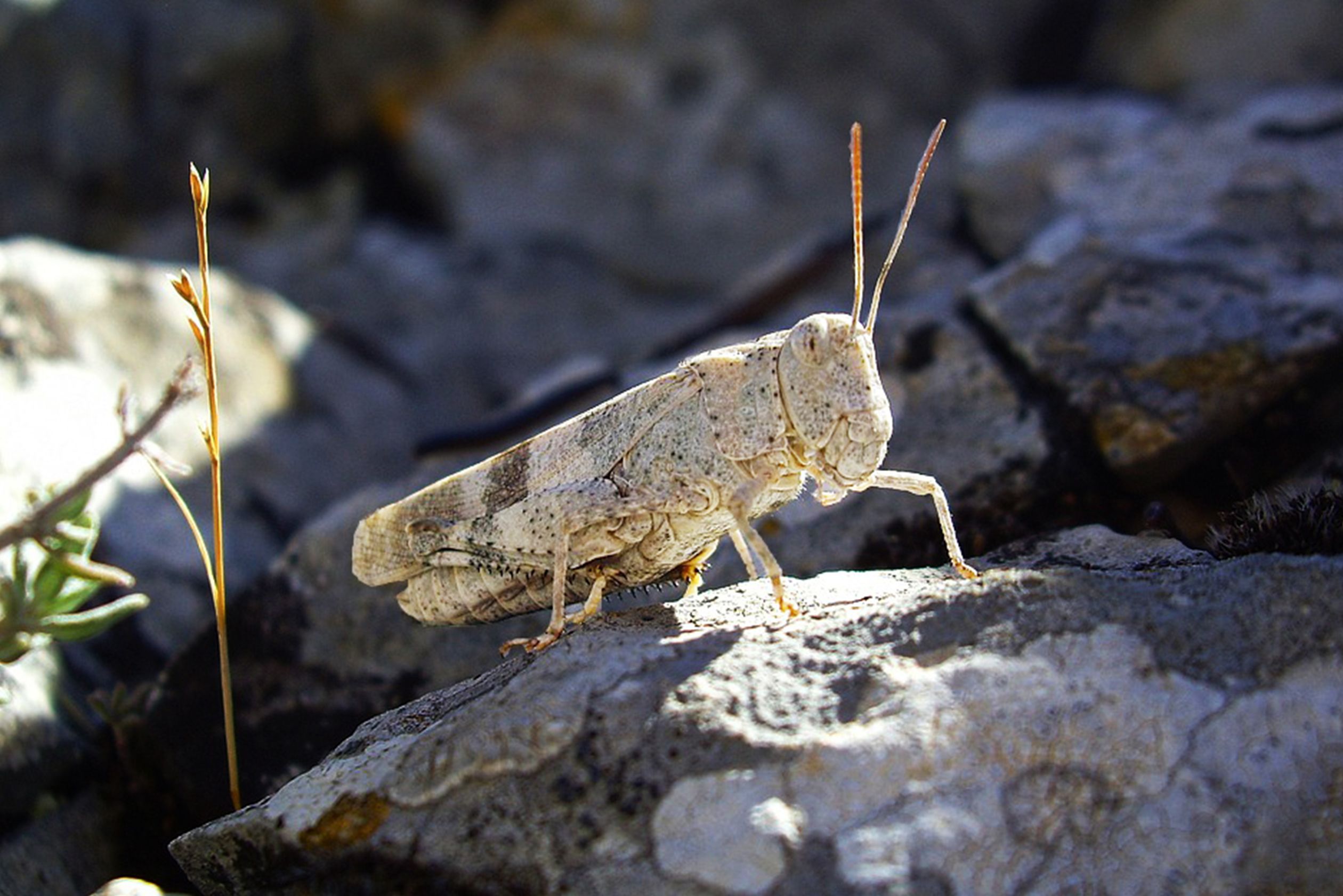 サバクトビバッタが人間を襲うことはない（撮影:pierbok氏）