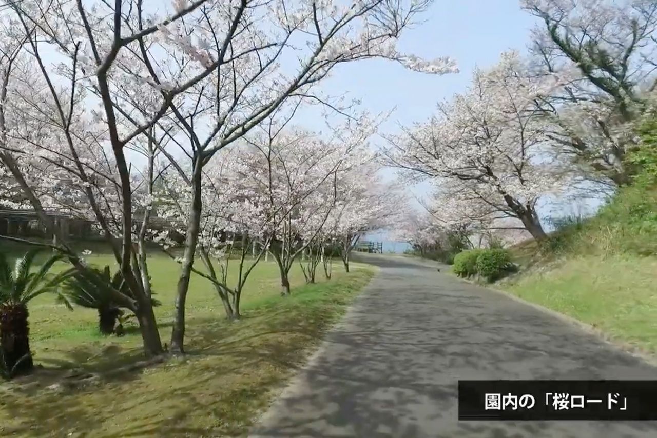 園内にある桜ロード（二見ヶ浦公園聖地公式サイトより）