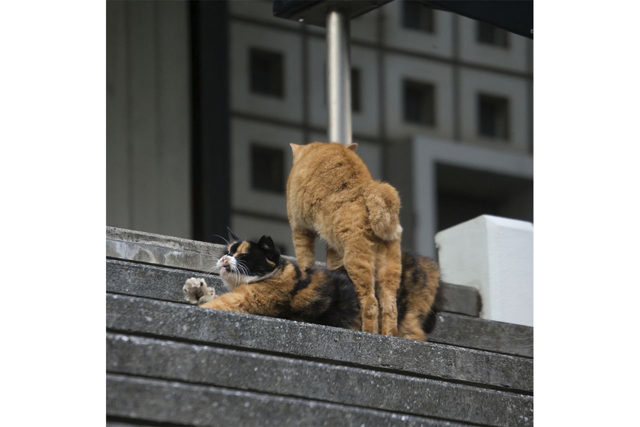 『ニャン生訓』より（写真：沖昌之）