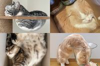 【2月22日はねこの日】のび～る・とけ～る・ぐにゃ～ん「ねこは固体であり液体である」その証拠が続々！“…