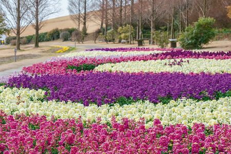 あわじ花さじき［兵庫県］