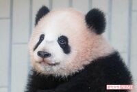 シャンシャンだけじゃない! 全国9頭、日本は「世界第3位」のパンダ大国だった