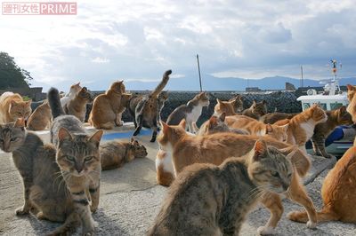 死骸が転がり地獄絵図と化した“猫の楽園”・青島を救った『TNR』って?