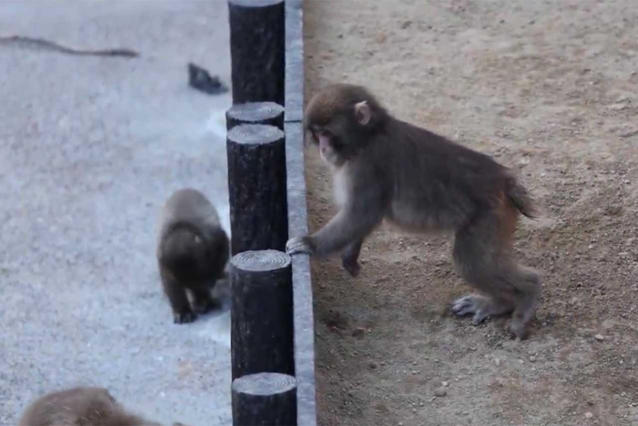 一回り大きくなり、すっかりお兄さんポジションになったパンチくん（市川市動植物園公式Xより）