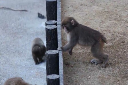 一回り大きくなり、すっかりお兄さんポジションになったパンチくん（市川市動植物園公式Xより）