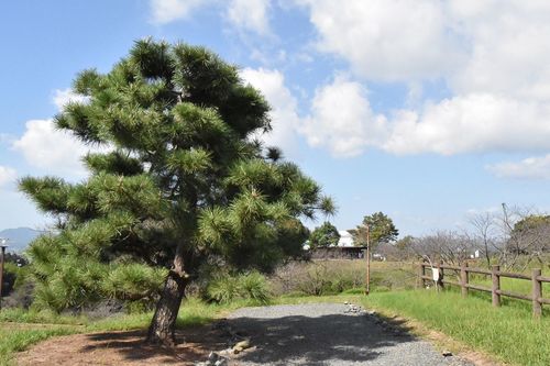 蒲島青年が寝転んで本を読んでいた一本松。現在は整備され、一本松公園として市民のいこいの場に