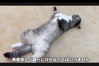 人気YouTube『もちまる日記』治療で活動休止に「飼い主が猫を“壊した”」叫ばれる“虐待疑惑”の壮絶な動…