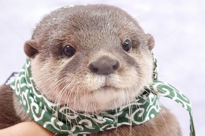 圧倒的かわいさで人気沸騰！「カワウソ」の魅力てんこ盛り企画展が開催