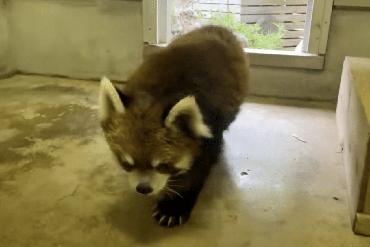 休園日で静かな園内を、のびのびと歩き回って帰宅する風太くん（千葉市動物公園【公式】より）