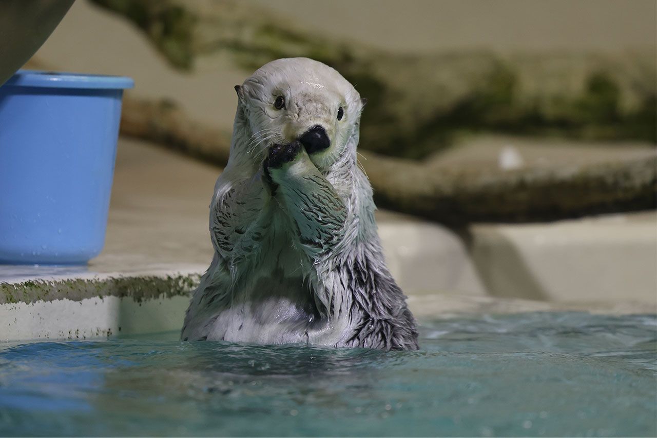 8月1日、愛子さまが訪問された鳥羽水族館のラッコ