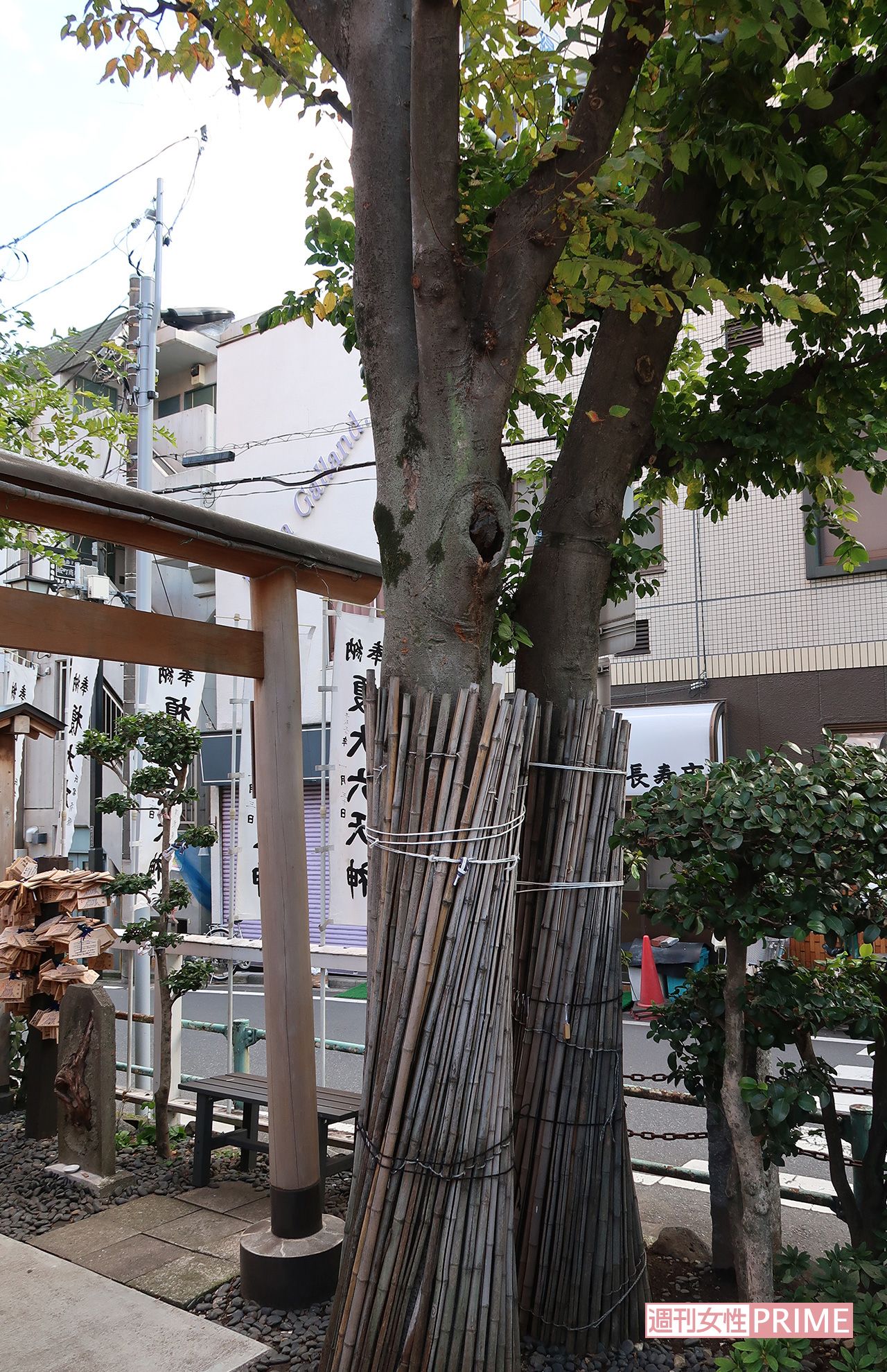 入り口にある2本の榎は三代目。削って煎じて飲めば願いが成就するとされていたため、削る人が続出した。現在は削られないように周囲を竹で覆っている