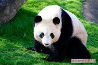 パンダの名前「同じ音を繰り返すのはなぜ？」上野動物園“独自の法則”ができた理由