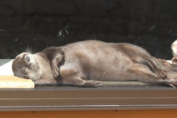 わらび（コツメカワウソ）＠秋田市大森山動物園〜あきぎんオモリンの森〜