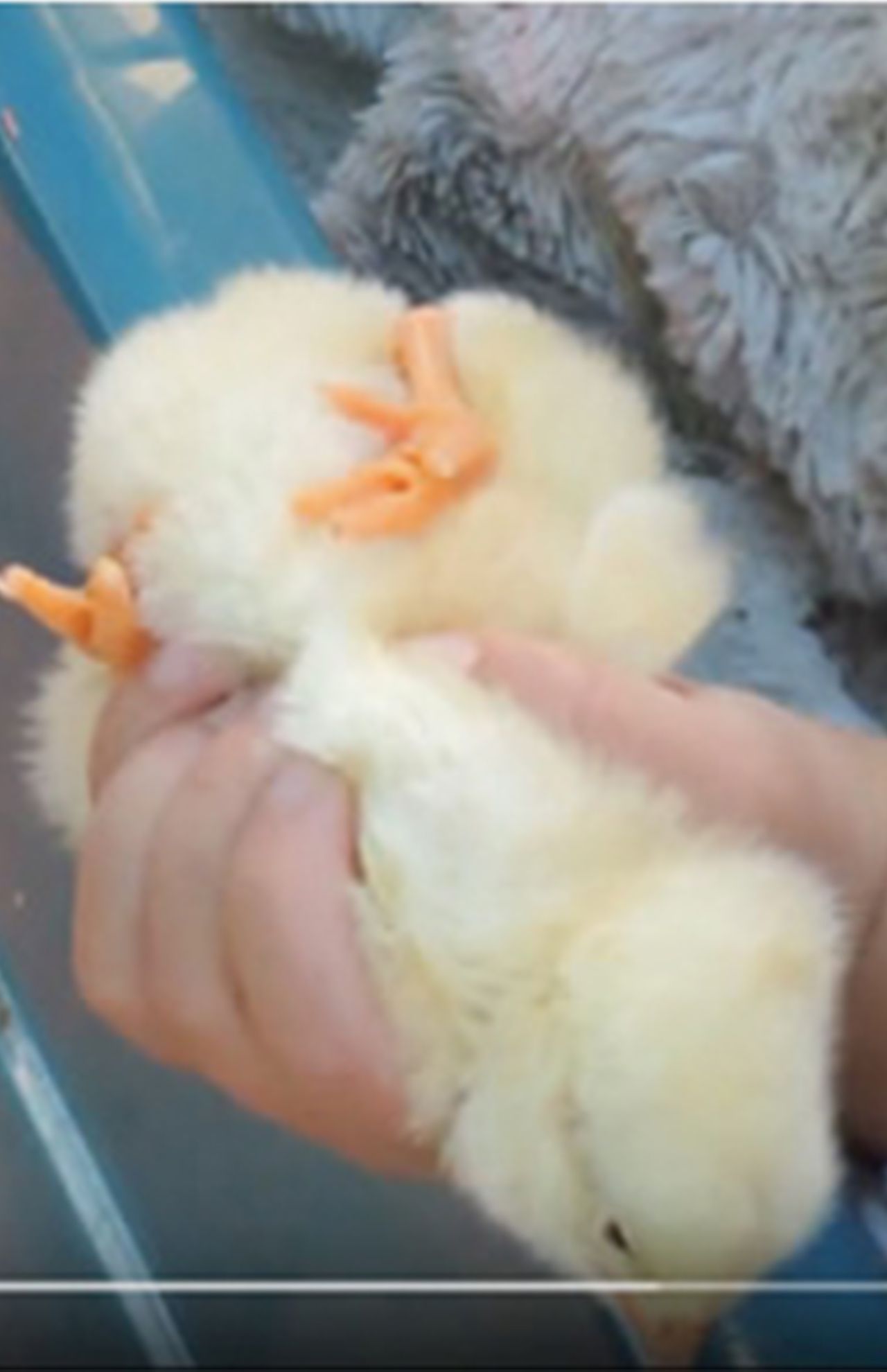 ふれあい動物展での風景。投げ飛ばされる、何度も子どもに乗られる、キツくつかまれる、エサケースに強引に突っ込まれる（PEACE提供）