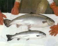 遺伝子組み換え食品「加工されたものは見分ける方法ない」