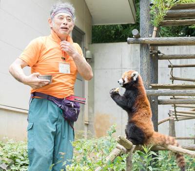 レッサーパンダの風太、人間にして70歳でも足腰ピンピンの姿にあっぱれ