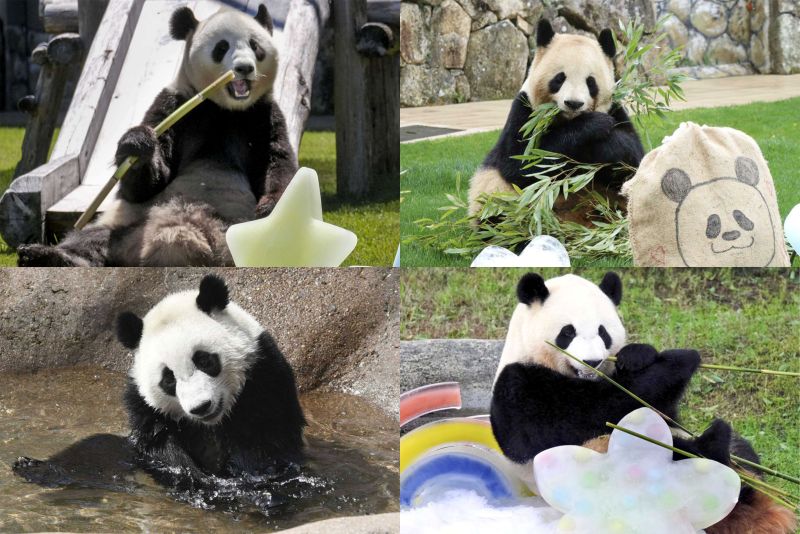 結浜（左上）・楓浜（左下）・良浜（右上）・彩浜（左下）　写真／共同通信社