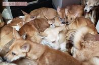 「糞を食べようと肛門に口を寄せる子犬も」8畳2間に174匹、多頭飼育一家の顛末