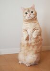 マンチカンのぷーは4歳の男の子。ボク、二足立ちが得意なんです☆ (c)emi (c)ねこ休み展