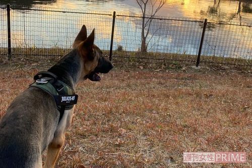 飼い主・奥さんのインスタグラム（＠urim_ajp）より、元気だったころのアダム君