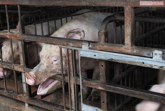 食事もトイレも就寝も同じ場所で、ストールの幅は約60cm。首は左右約45度しか曲げられない