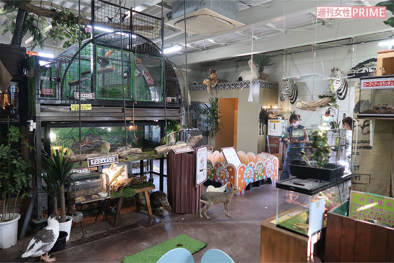 園内でニワトリやアヒル、カメ、マーラなどの動物が放し飼いにされている