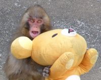 育児放棄でぬいぐるみが親代わりの猿、完璧な2児のママに