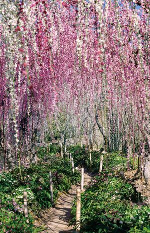 早春の花旅おすすめスポット10選】河津桜・しだれ梅・菜の花…混雑前に