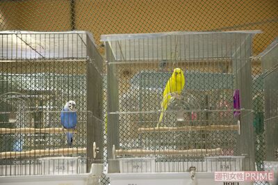 コロナ禍で増える「捨て鳥」飼育放棄された700羽の世話代1か月150万円に苦しむボランティア団体
