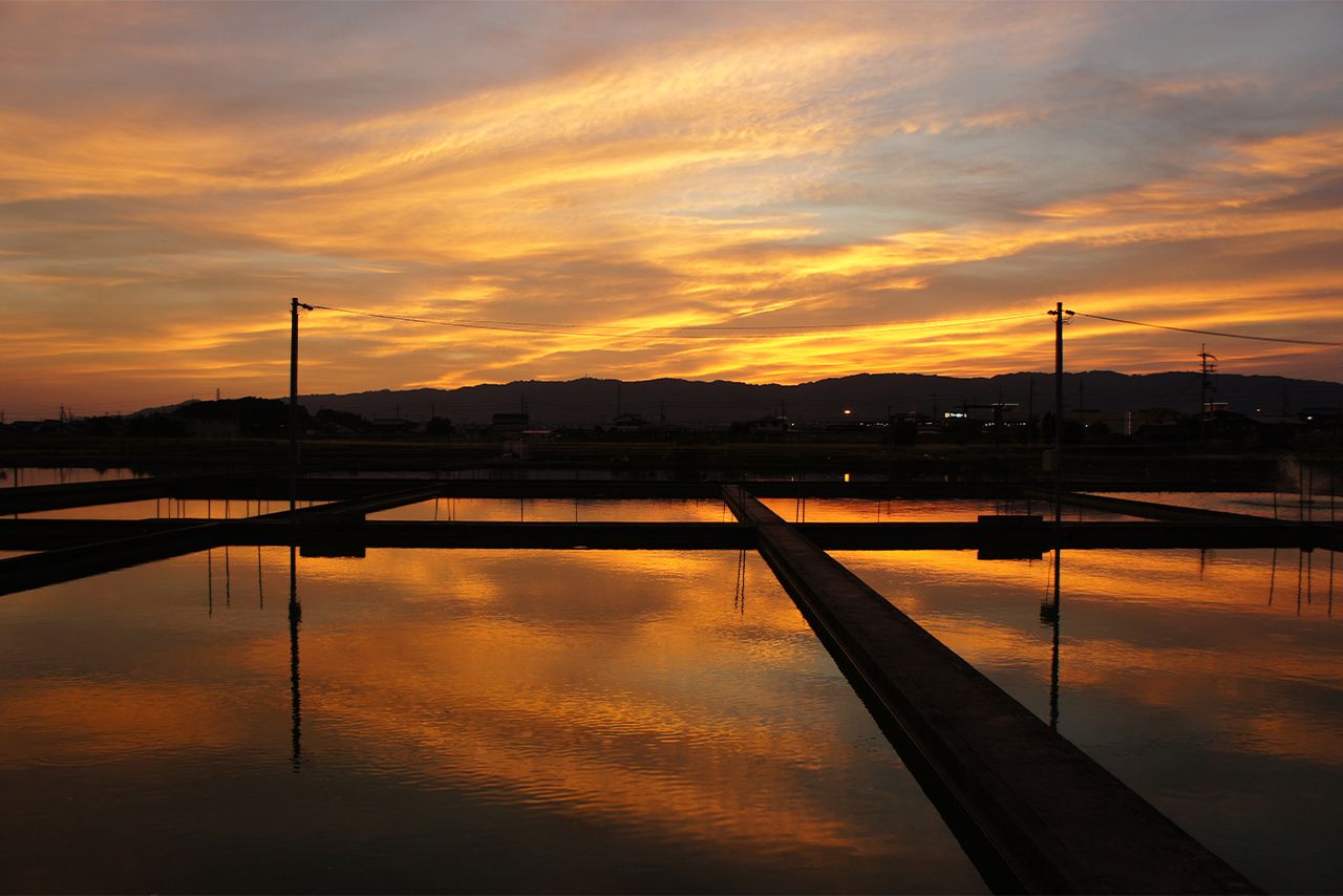 金魚の養殖池