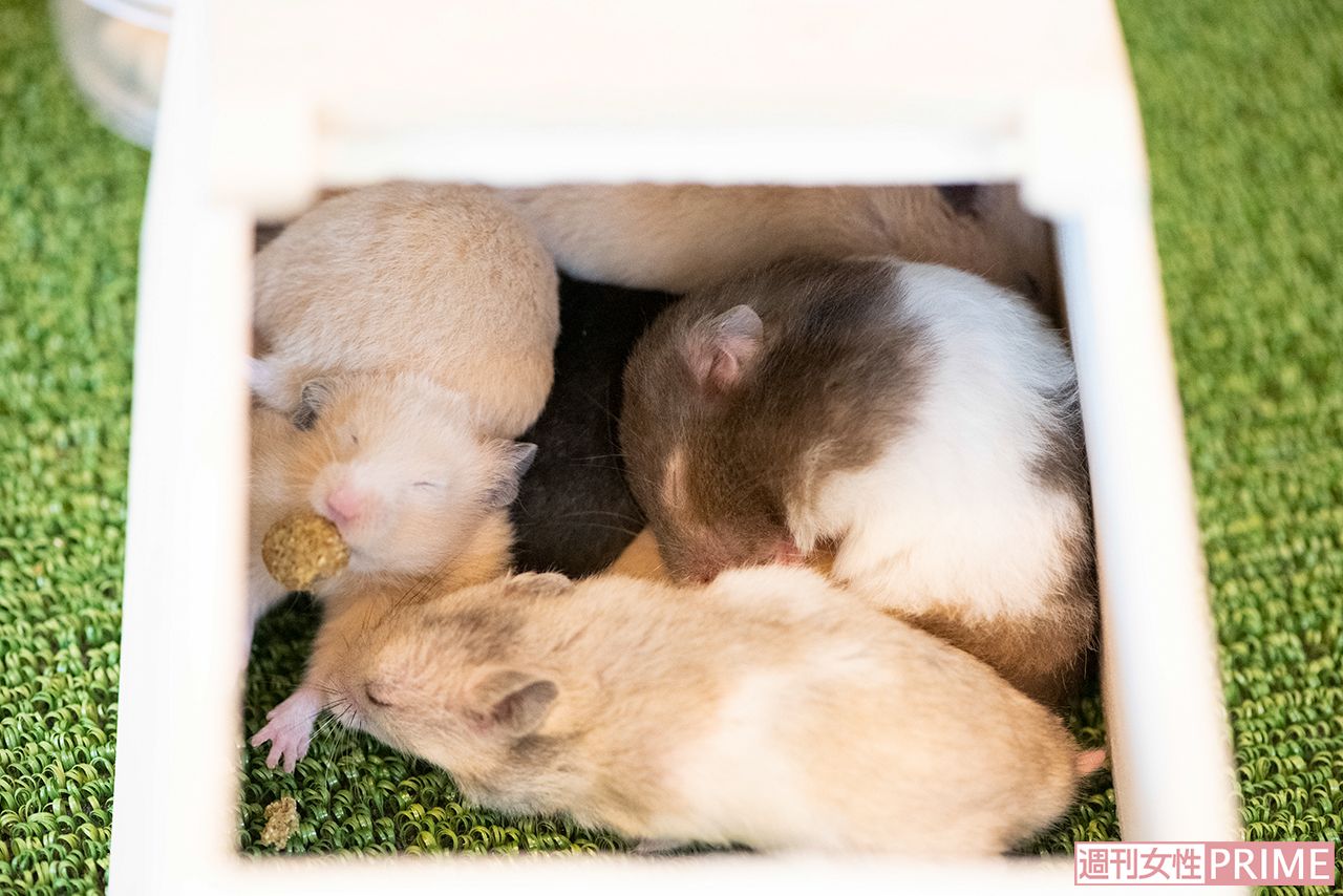 ハムスターがぎゅうぎゅう！