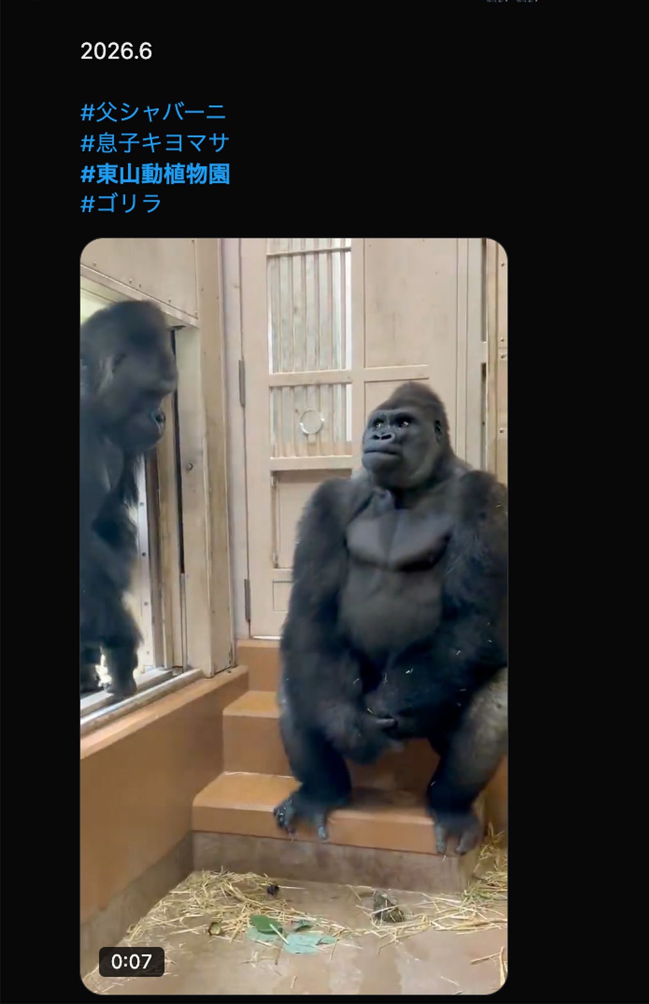 父・シャバー二の登場で緊張するキヨマサ（Xより）動物園
