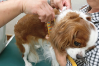犬・猫へのマイクロチップ装着が義務化も“埋め込む痛み無視”、素人による「ネット販売」事案が発生