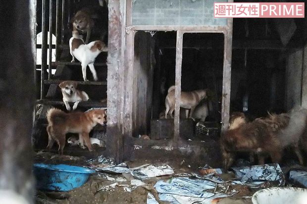 階段には居場所のない犬が並び、床に置かれた大きなタライには汚い水が（読者提供）