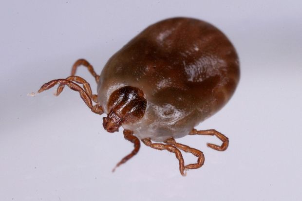 フタトゲチマダニ（国立感染症研究所提供）