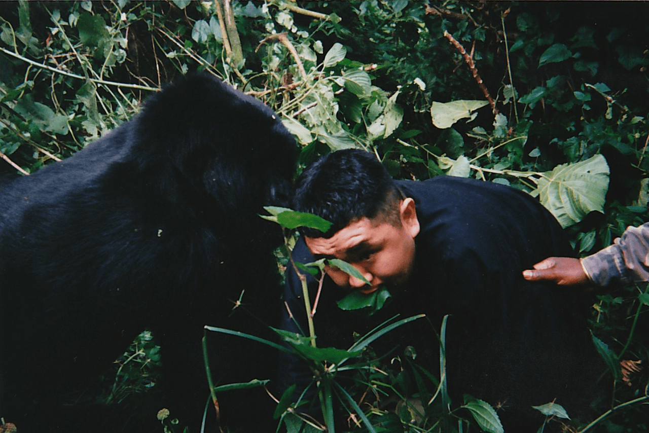 ジャングルの奥地でマウンテンゴリラに大接近した松村邦洋