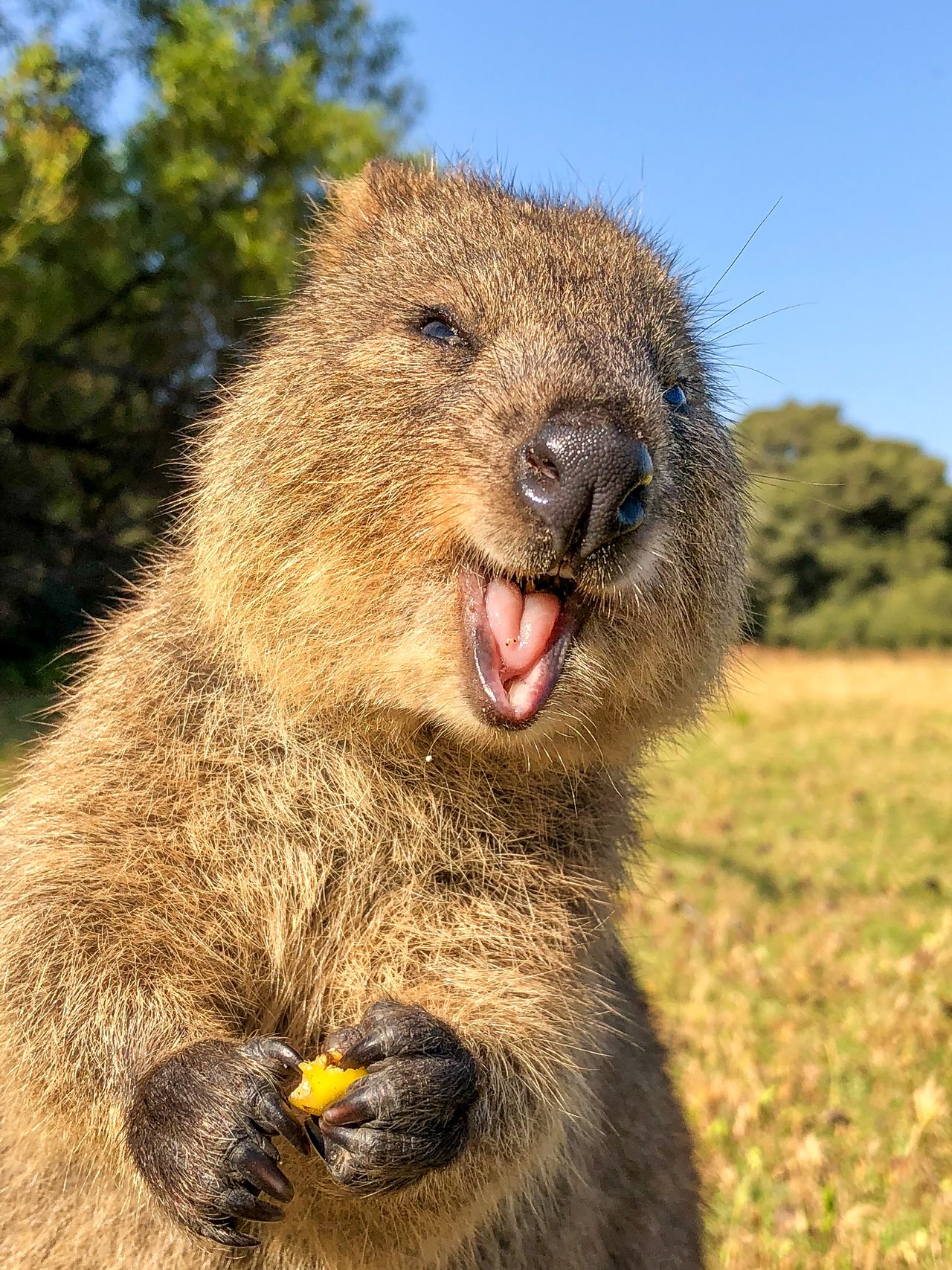 いつも笑顔に見えることから“世界一幸せな動物”と呼ばれており絶滅危惧種のため保護されている　撮影／アラン・ディクソン