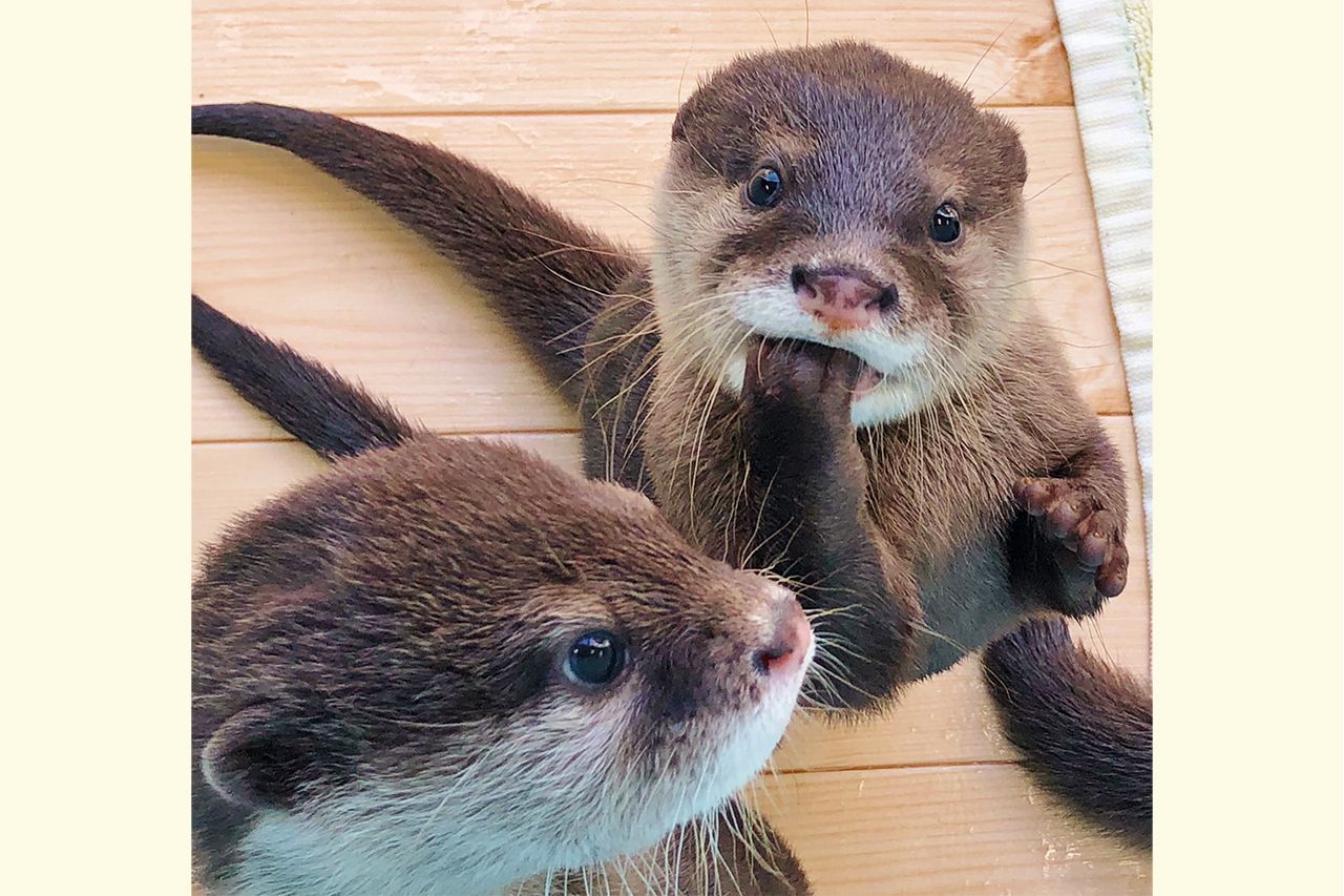 コツメカワウソ　写真提供／姫路セントラルパーク