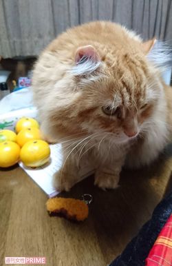 アメリカンカールのモコオ君。以前はきかん坊だったが最近はすっかり人懐っこくなっていた（飼い主家族提供）