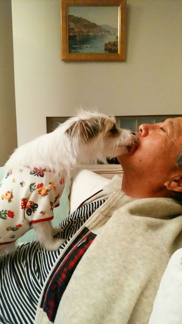 ジャックラッセルテリアとマルチーズのハーフである愛犬・ミレジュちゃんにメロメロ