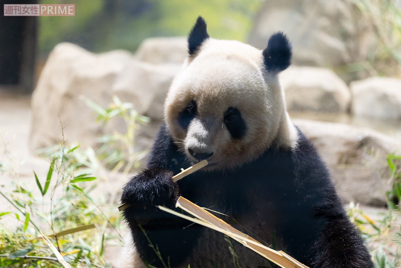 レイレイ　撮影／齋藤周造