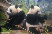 《上野動物園双子パンダ》シャオシャオ＆レイレイ1月25日に中国返還！激混みの園内「並べばよかった」後悔…